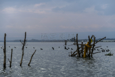 肯尼亚,自然,非洲,维多利亚湖,都市风光,基苏木,野生动物,环境,白鹭,鹳