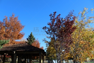 野餐,秋天,弗吉利亚市,内华达州,美国,水平画幅,无人,叶子,摄影,树
