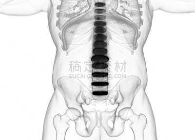 脊柱,三维图形,插画,disk,脊骨神经科矫正,人类骨架,神经系统,水平画幅,人,健康保健