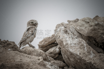 野生动物,沙漠,卡塔尔,在活动中,动物主题,热,热带气候,波斯湾,鸟类,小猫头鹰