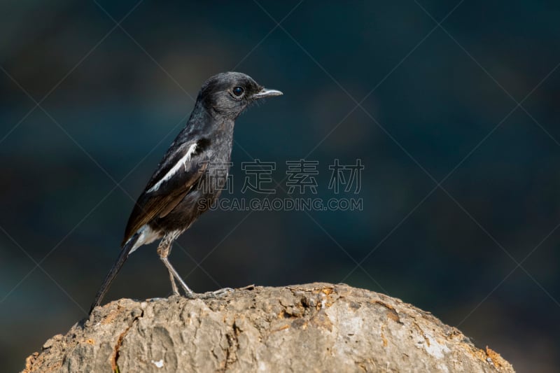 鸟类,背景,自然,图像,黑色,野翁,极乐鸟,卡普雷拉岛,京燕