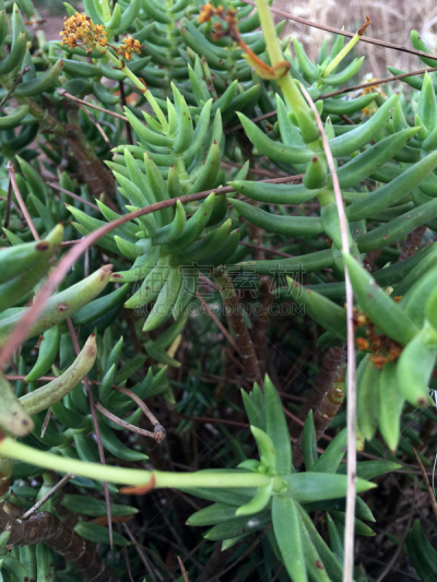 植物,绿色,垂直画幅,无人,夏天,特写,葡萄牙,农作物,裸子植物,植物学