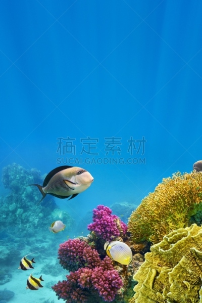 沙姆谢伊赫,埃及,红海,垂直画幅,水,无人,水下,夏天,中东,礁石