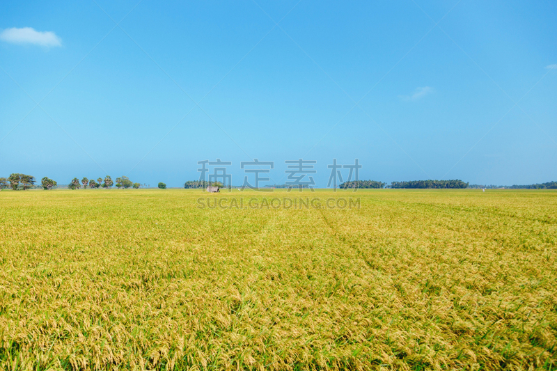 天空,田地,蓝色,稻,斯里兰卡,水,水平画幅,夏天,户外,湖