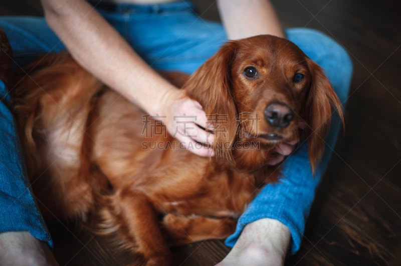 爱尔兰长毛猎犬,手,宠物,纯种犬,业主,红色,牛仔裤,图像,赛特种猎狗,狗