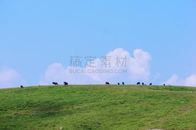 高原,家牛,美原,长野县,草垛,天空,里山,草原,水平画幅,山