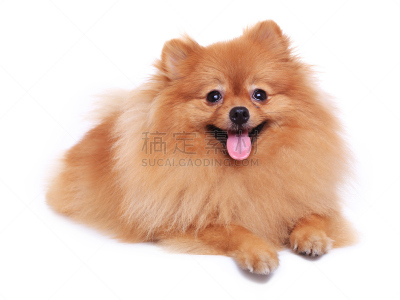 博美犬,褐色,分离着色,吠狗,水平画幅,斯皮茨狗,白色,毛绒绒,看,人的脸部