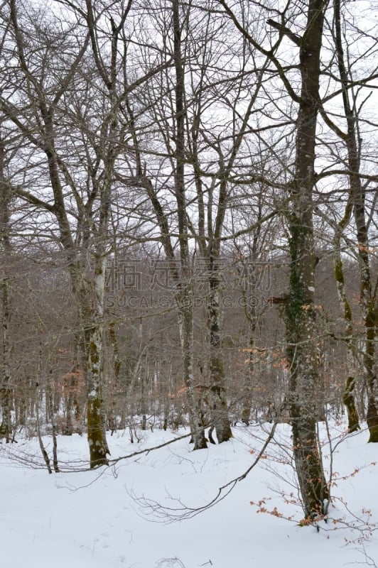 雪,河流,自然,地形,森林,自然美,在活动中,山毛榉树,垂直画幅,水