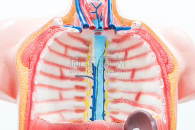 动物内脏,人,解剖模型,特写,白色背景,假人撞击测试,thoracic cavity,间皮,淋巴管,胸椎