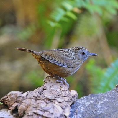 Babbler,条纹,鹪鹩,自然,机敏,褐色,野生动物,无人,鸟类,房地产