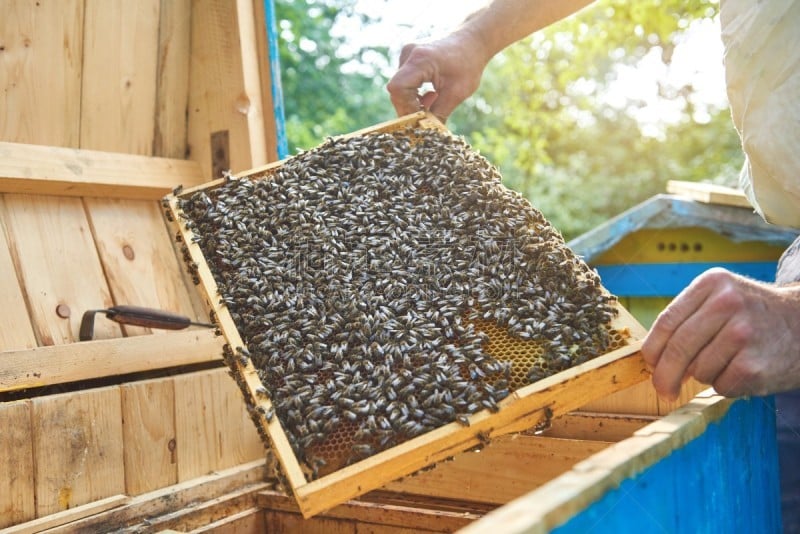 边框,蜂窝,拿着,beekeeper,那波利甜点,螫针,昆虫群,蜂蜡,养蜂,蜂箱