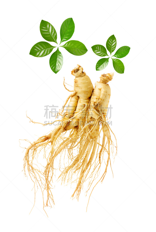 人参,清新,白色背景,多年生植物,垂直画幅,褐色,无人,衰老过程,生食,特写