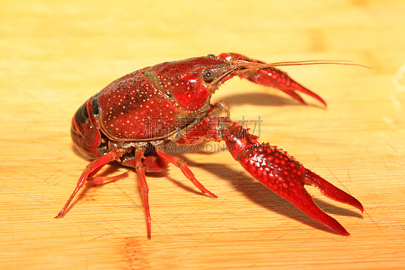 小龙虾,十足目,龙虾,自然,无脊椎动物,水平画幅,生物,节肢动物,海洋生命,红色