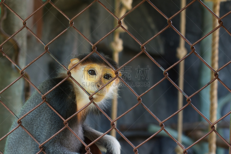 douc langur,北方长尾瘦猴,叶猴,犯人,水平画幅,笼子,猴子,动物身体部位,热带雨林,野外动物