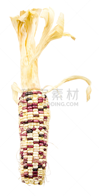 干的,白色,印第安玉米,分离着色,垂直画幅,无人,明亮,农作物,剪贴路径