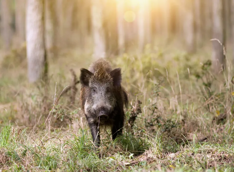 公猪 雾 原野 运动目标 猪 正面视角 美 褐色 国家公园 水平画幅图片素材下载 稿定素材