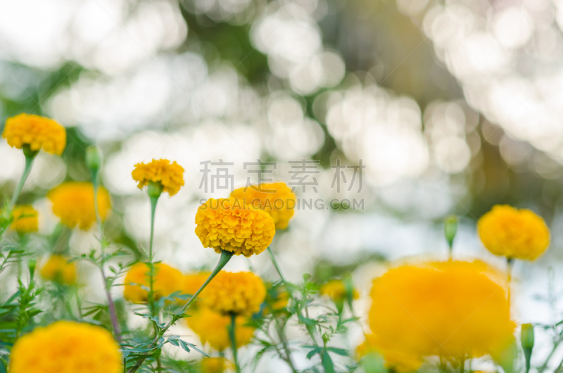 万寿菊,仅一朵花,非洲万寿菊,水平画幅,印度教,印度,植物,婚礼,佛教,亚洲