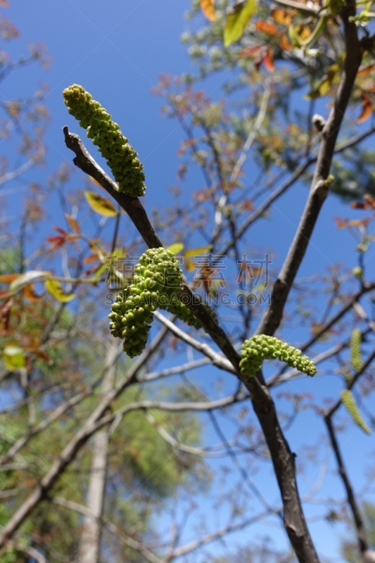 天空,胡桃树,英格兰,垂直画幅,美,新的,枝繁叶茂,无人,户外,飞絮柳