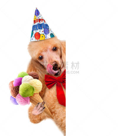 狗,生日,瑟普赖斯,周年纪念,背景分离,蛋塔,传统节日,现代,动物