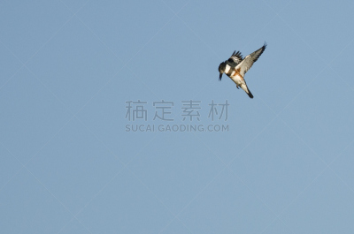 束带翠鸟,在活动中,自然,野生动物,灰色,水平画幅,蓝色,鸟类,野外动物,北美