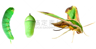 蛾,褐色,野生动物,水平画幅,土星蛾,无人,动物,鳞翅类,节肢动物,粉色