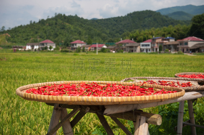 椒类食物,红色,太阳,干的,热,江西省,天空,非都市风光,水平画幅,绿色