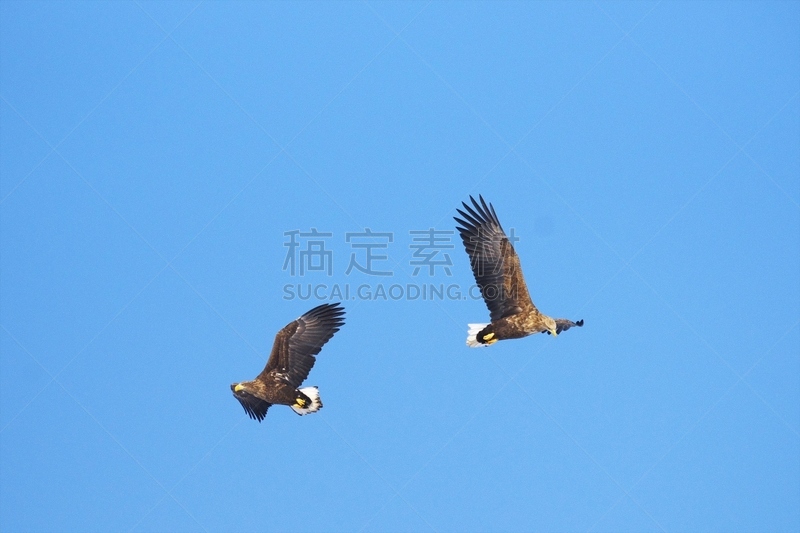 在上面,室内地面,罗臼岳,国后岛,网走市,白尾鹰,知床半岛,鄂霍次克海,北海道,冰山