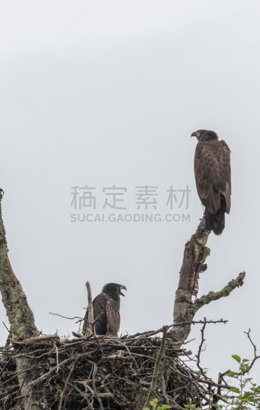 幼小动物,白头鹰,动物的巢,自然,垂直画幅,野生动物,美国,食肉鸟,无人,鸟类