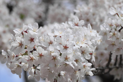 樱花,角馆,自然,水平画幅,樱桃,无人,日本,有机食品,科学,江户时代
