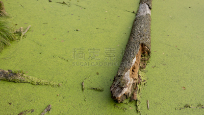 沼泽,森林,藻类,松树,水,美,水平画幅,无人,苔藓,户外