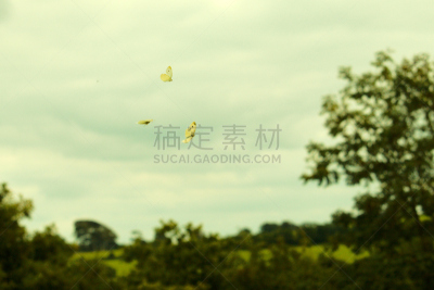 蝴蝶,三只动物,欧洲赤松,天空,美,水平画幅,大白蝴蝶,巨大的,夏天,户外