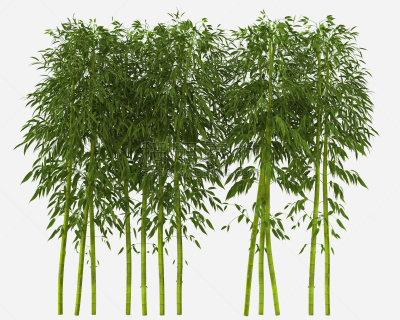 竹林,竹,笋,水平画幅,枝繁叶茂,无人,巨大的,夏天,户外,草