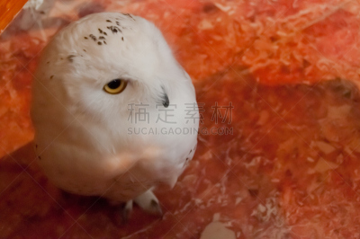 白色,猫头鹰,可爱的,食肉鸟,水平画幅,雪,鸟类,动物身体部位,野外动物,户外