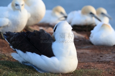 黑尔戈兰岛,岛,德国,黑色,大海鸟,南美,天空,群岛,地名,水平画幅