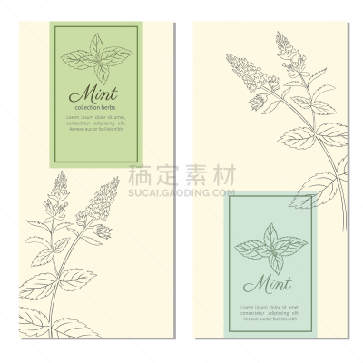 胡椒薄荷,边框,线条画,标签,矢量,化妆用品,自然,有机食品,设计,复古