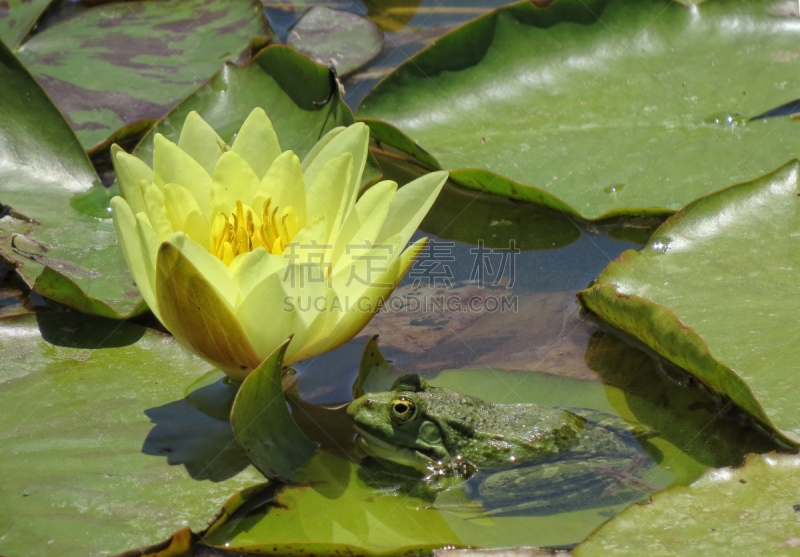 水,青蛙,青蛙王子,沼泽,睡莲,美,荷花,水平画幅,夏天,户外