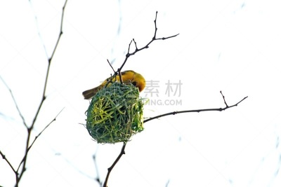 黑脸织布鸟,动物的巢,约翰内斯堡,南部非洲,非洲,图像,比勒陀利亚,鸟类,南非,无人