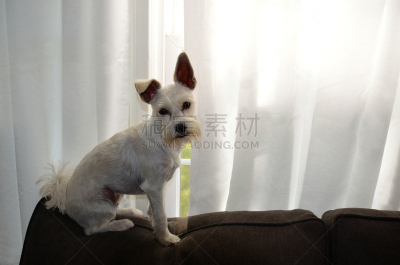 梗犬,宠物,髯犬,狗,纯种犬,水平画幅,家畜,无人,苏格兰,小狗