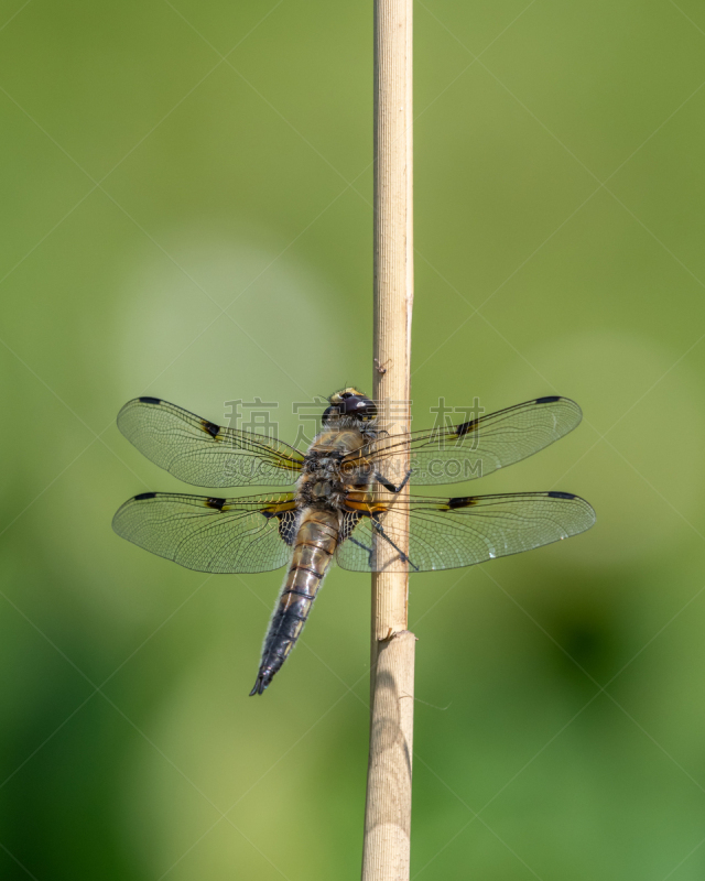 斑点,钓竿,blue darter dragonfly,四只动物,野生动物,环境,奥地利,翅膀,动物嘴,撇水蜻蜓