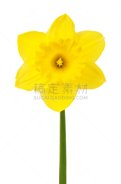 daffodils