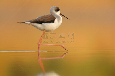 黑翅长脚鹬,反嘴鹬,鷸形目,自然,水,美,野生动物,水平画幅,鸟类,动物身体部位