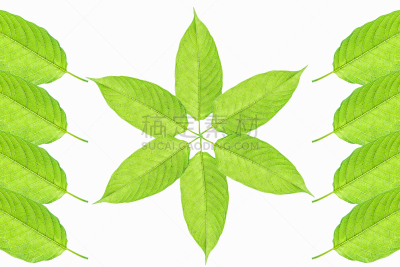 樟脑树,神奇蘑菇,受体,神经系统,自然,水平画幅,健康保健,泰国,药,植物