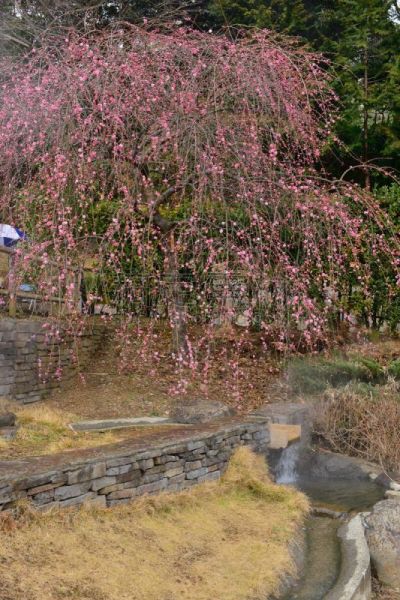 梅花,日本,季节,热海,枇杷,梅子,李树,静冈县,垂直画幅,无人