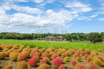 日本,田地,茨城县,天空,自然美,自然,水平画幅,绿色,无人,地肤