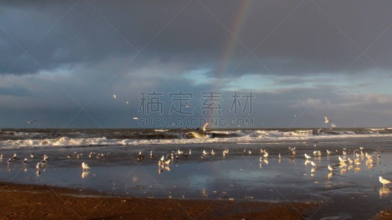 捕猎行为,海滩,都市风光,食品,动物,鸟类,彩虹,户外,天空,德国北海地区