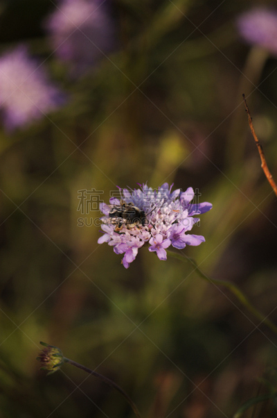 轮峰菊,华北蓝灵灰,垂直画幅,绿色,蜜蜂,无人,偏远的,姿态优美,仅一朵花,植物