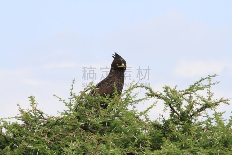 塞伦盖蒂国家公园,野生动物,天堂,长冠鹰,自然,食肉鸟,水平画幅,无人,鸟类,非洲