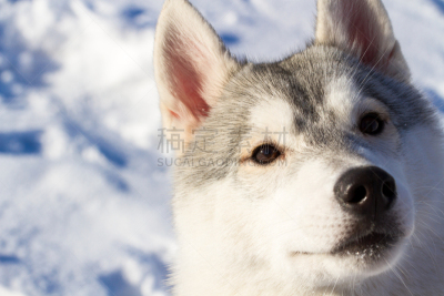 西伯利亚哈士奇犬,劳作动物,动物雪车,雪橇犬,水平画幅,雪,伴侣,动物身体部位,野外动物,户外