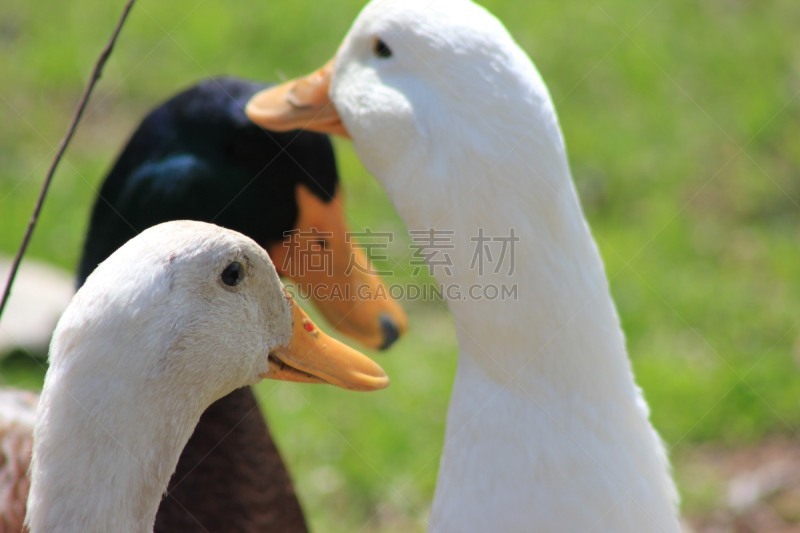 长焦镜头,鸭子,捕获的,泽西岛,动物主题,人工饲养动物,野生动物,鸭子肉,生物,动物