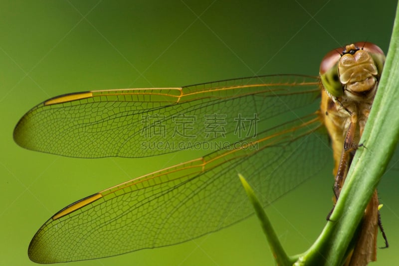 blue darter dragonfly,蜻蜓,绿衣蜻蜓,豆娘,水平画幅,无人,动物身体部位,户外,特写,彩色图片